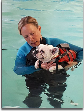 dog swimming cherrytree canine hydrotherapy for dogs kent SE England treadmill swimming for dogs